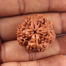 Load image into Gallery viewer, 4 Mukhi Rudraksha from Nepal - Bead No. 452
