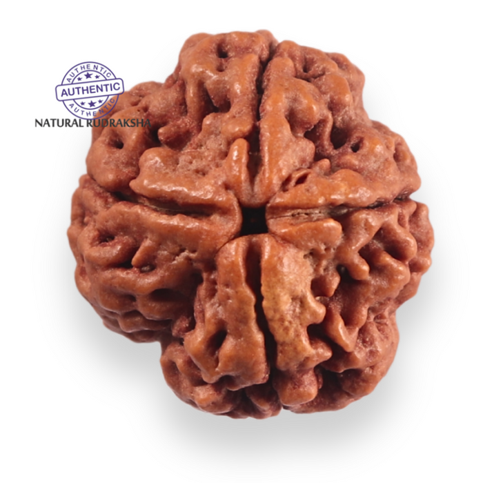 4 Mukhi Rudraksha from Nepal - Bead No. 453