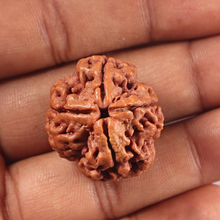 Load image into Gallery viewer, 4 Mukhi Rudraksha from Nepal - Bead No. 453
