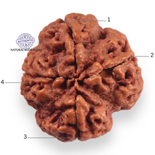 Load image into Gallery viewer, 4 Mukhi Rudraksha from Nepal - Bead No. 453
