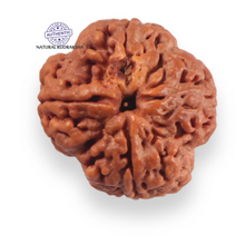 Load image into Gallery viewer, 4 Mukhi Rudraksha from Nepal - Bead No. 454
