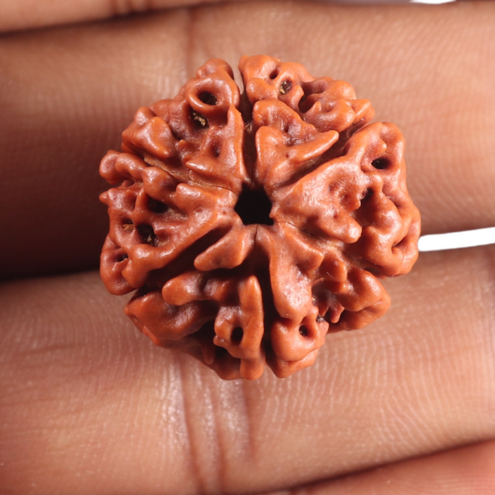 4 Mukhi Rudraksha from Nepal - Bead No. 454