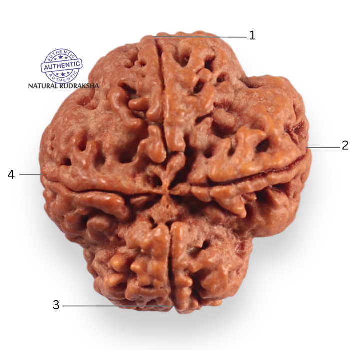 4 Mukhi Rudraksha from Nepal - Bead No. 454
