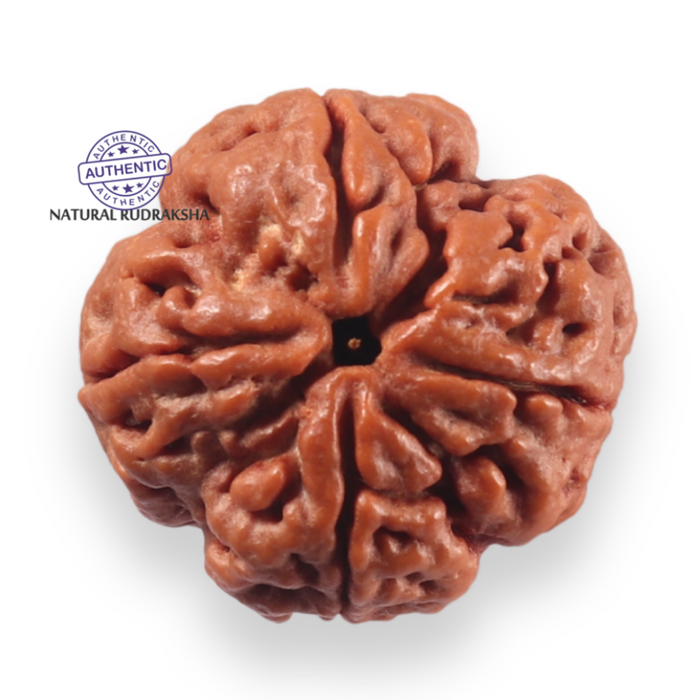4 Mukhi Rudraksha from Nepal - Bead No. 455