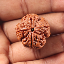 Load image into Gallery viewer, 4 Mukhi Rudraksha from Nepal - Bead No. 455
