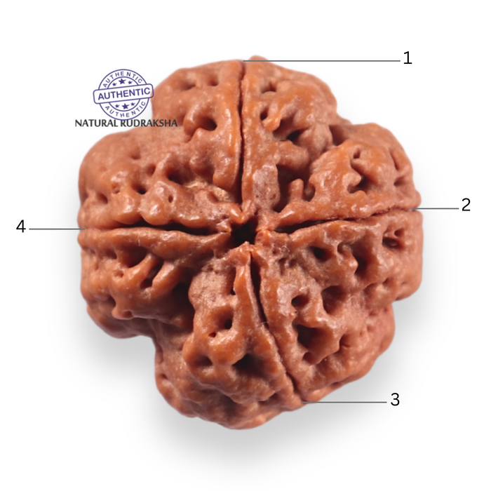 4 Mukhi Rudraksha from Nepal - Bead No. 455