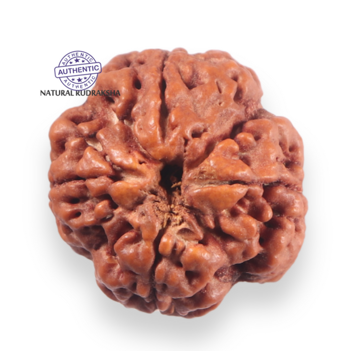 4 Mukhi Rudraksha from Nepal - Bead No. 456