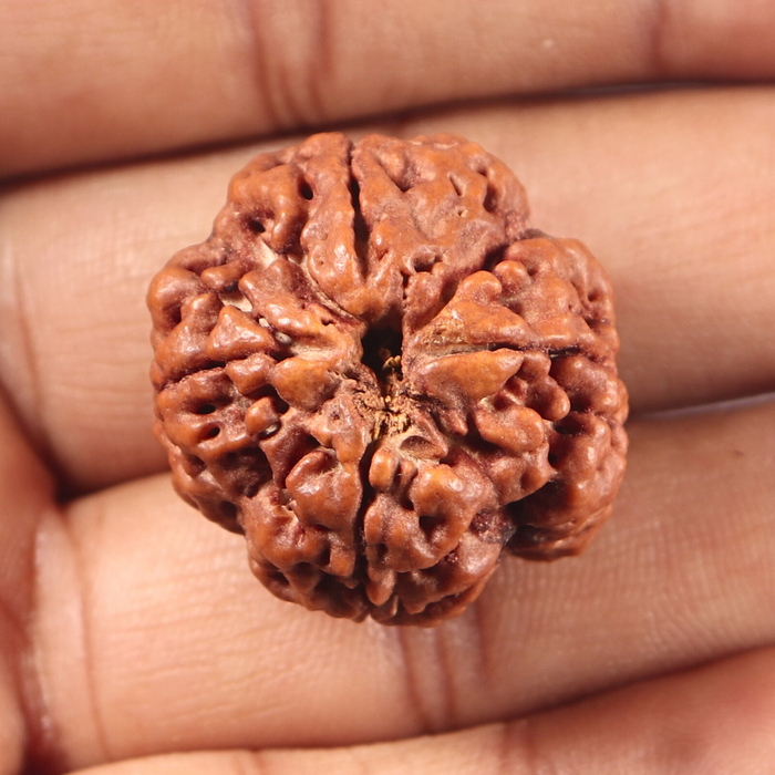 4 Mukhi Rudraksha from Nepal - Bead No. 456