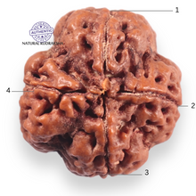 Load image into Gallery viewer, 4 Mukhi Rudraksha from Nepal - Bead No. 456
