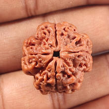 Load image into Gallery viewer, 4 Mukhi Rudraksha from Nepal - Bead No. 457
