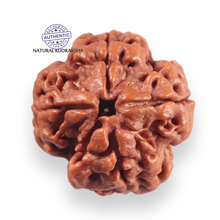 Load image into Gallery viewer, 4 Mukhi Rudraksha from Nepal - Bead No. 458
