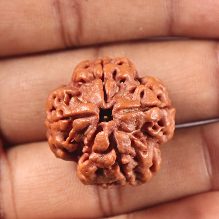 4 Mukhi Rudraksha from Nepal - Bead No. 458