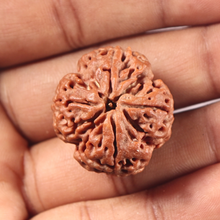 Load image into Gallery viewer, 4 Mukhi Rudraksha from Nepal - Bead No. 459
