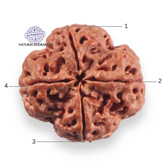 4 Mukhi Rudraksha from Nepal - Bead No. 459