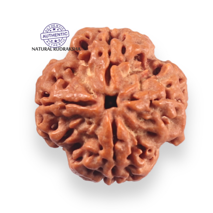 4 Mukhi Rudraksha from Nepal - Bead No. 460