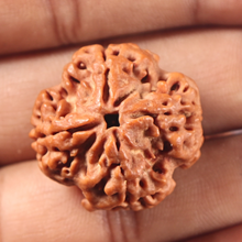 Load image into Gallery viewer, 4 Mukhi Rudraksha from Nepal - Bead No. 460
