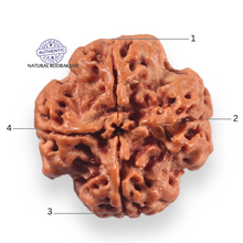 Load image into Gallery viewer, 4 Mukhi Rudraksha from Nepal - Bead No. 460
