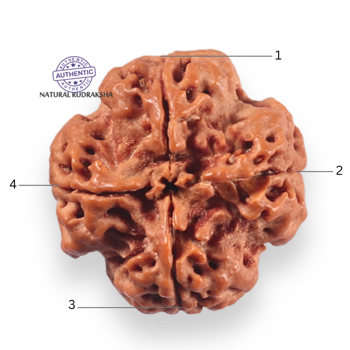 4 Mukhi Rudraksha from Nepal - Bead No. 460