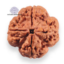Load image into Gallery viewer, 4 Mukhi Rudraksha from Nepal - Bead No. 461
