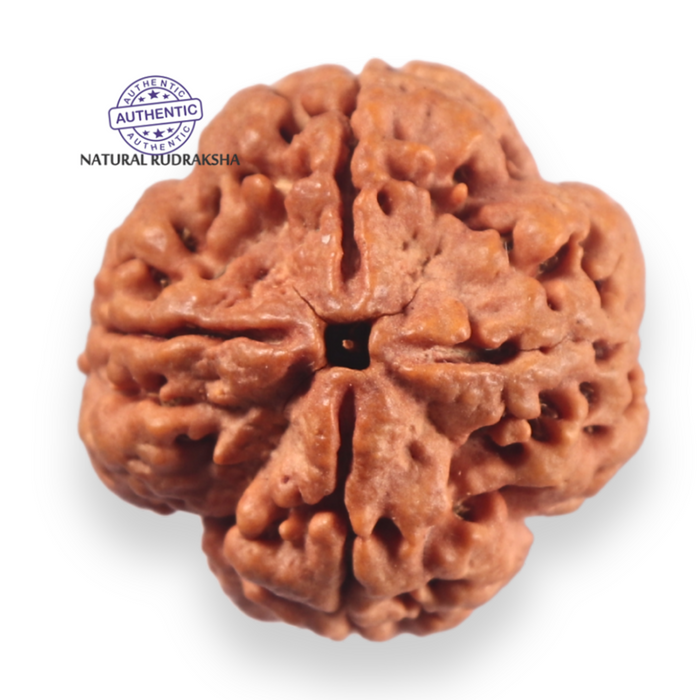 4 Mukhi Rudraksha from Nepal - Bead No. 461