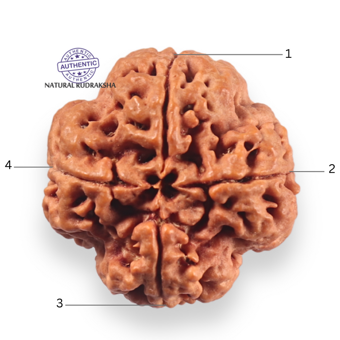 4 Mukhi Rudraksha from Nepal - Bead No. 461