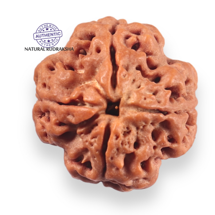4 Mukhi Rudraksha from Nepal - Bead No. 462