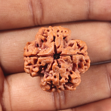 Load image into Gallery viewer, 4 Mukhi Rudraksha from Nepal - Bead No. 463

