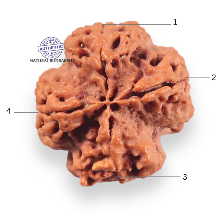 4 Mukhi Rudraksha from Nepal - Bead No. 463