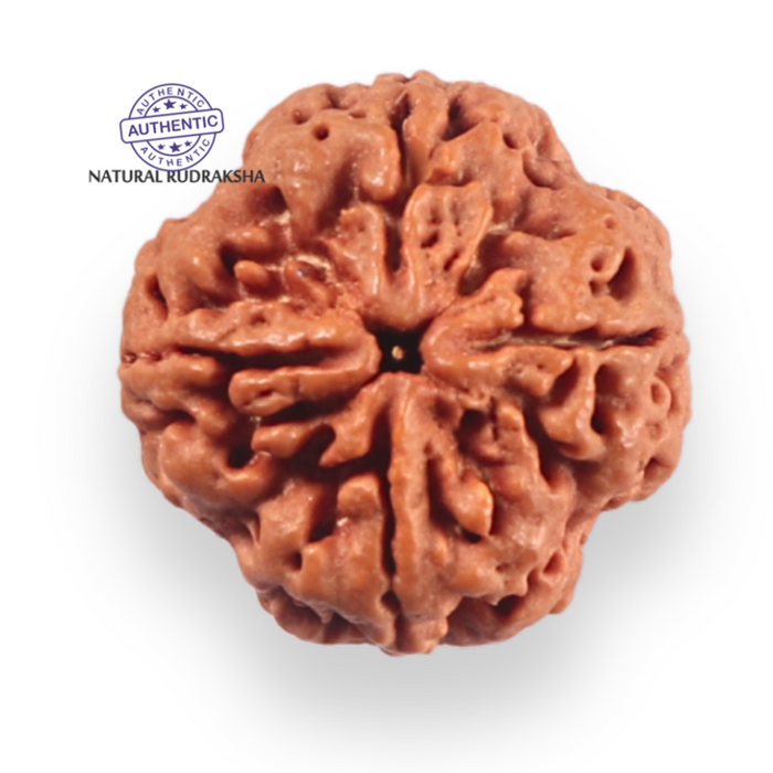4 Mukhi Rudraksha from Nepal - Bead No. 464