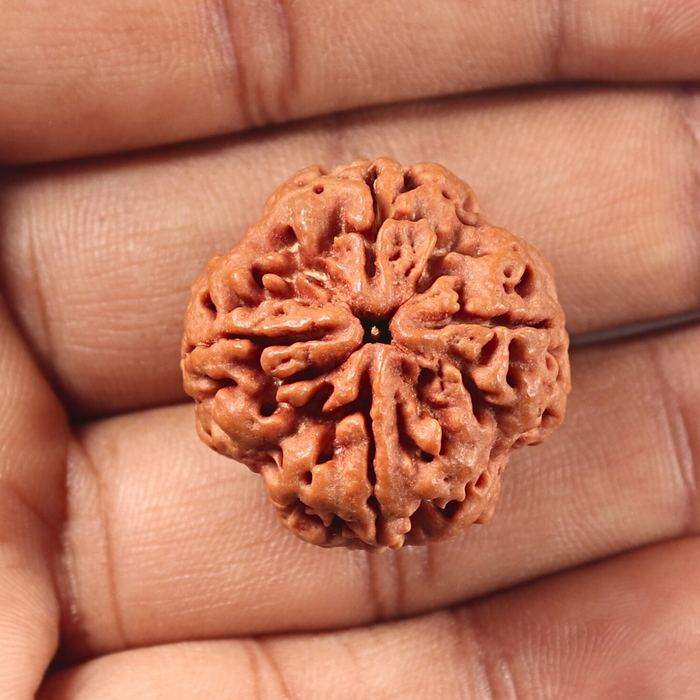 4 Mukhi Rudraksha from Nepal - Bead No. 464