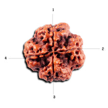 Load image into Gallery viewer, 4 Mukhi Rudraksha from Nepal - Bead No.415

