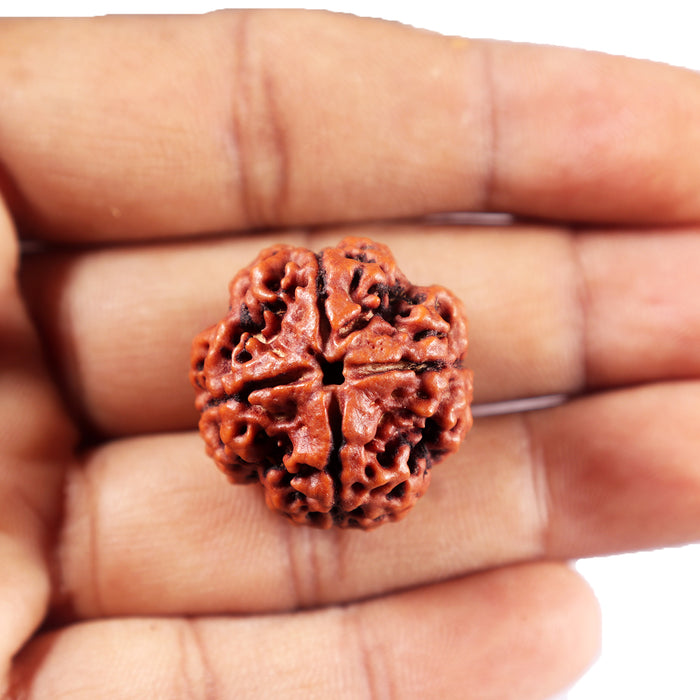 4 Mukhi Rudraksha from Nepal - Bead No.415