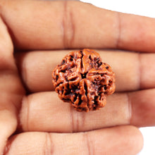 Load image into Gallery viewer, 4 Mukhi Rudraksha from Nepal - Bead No.416
