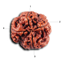 Load image into Gallery viewer, 4 Mukhi Rudraksha from Nepal - Bead No. 420
