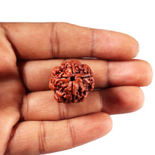 Load image into Gallery viewer, 4 Mukhi Rudraksha from Nepal - Bead No. 420
