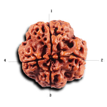 Load image into Gallery viewer, 4 Mukhi Rudraksha from Nepal - Bead No. 421
