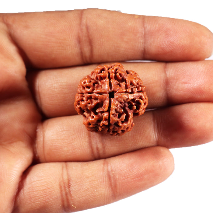 4 Mukhi Rudraksha from Nepal - Bead No. 421