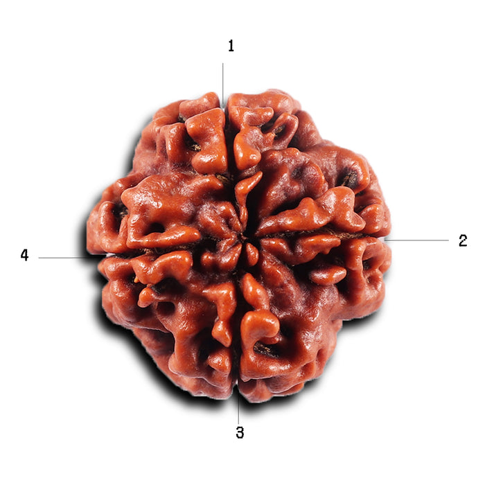 4 Mukhi Rudraksha from Nepal - Bead No. 422