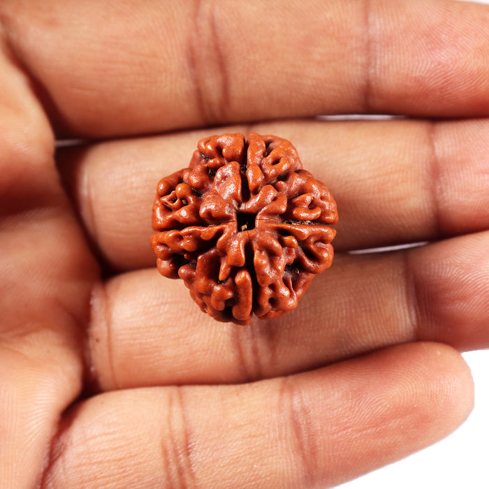 4 Mukhi Rudraksha from Nepal - Bead No. 422