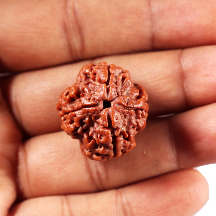 4 Mukhi Rudraksha from Nepal - Bead No. 425