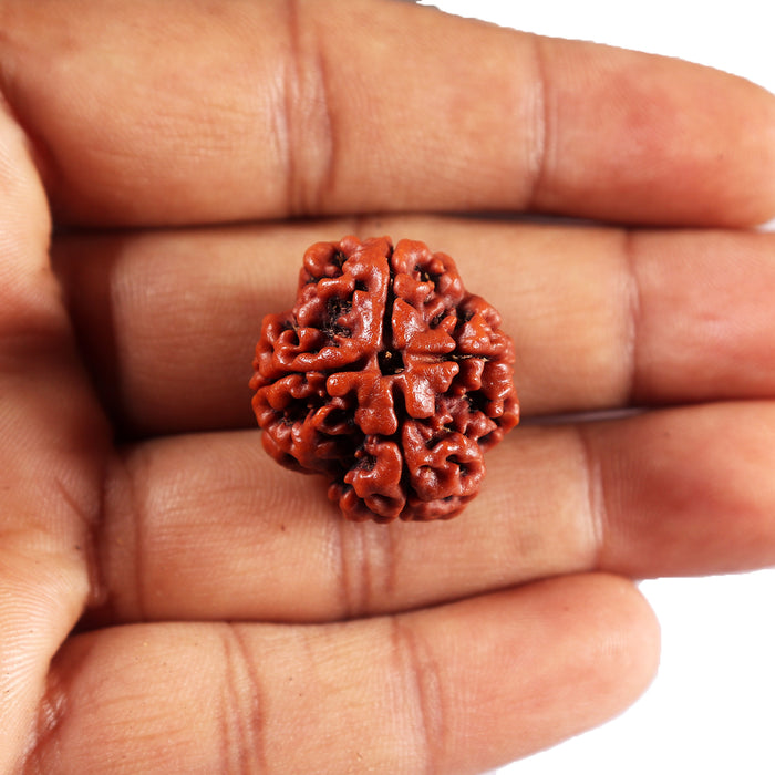 4 Mukhi Rudraksha from Nepal - Bead No.431