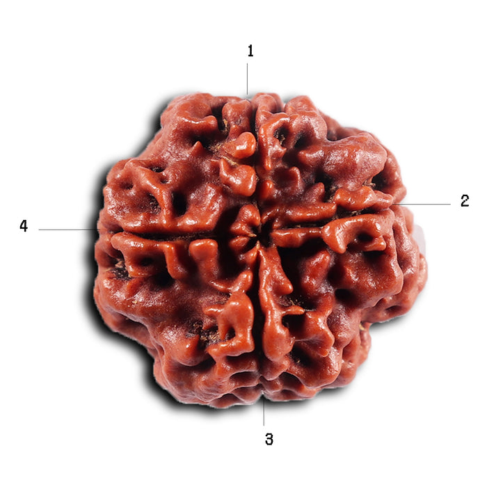4 Mukhi Rudraksha from Nepal - Bead No. 433