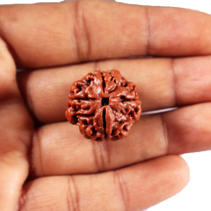 4 Mukhi Rudraksha from Nepal - Bead No. 433