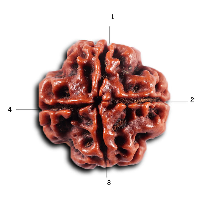 4 Mukhi Rudraksha from Nepal - Bead No. 435