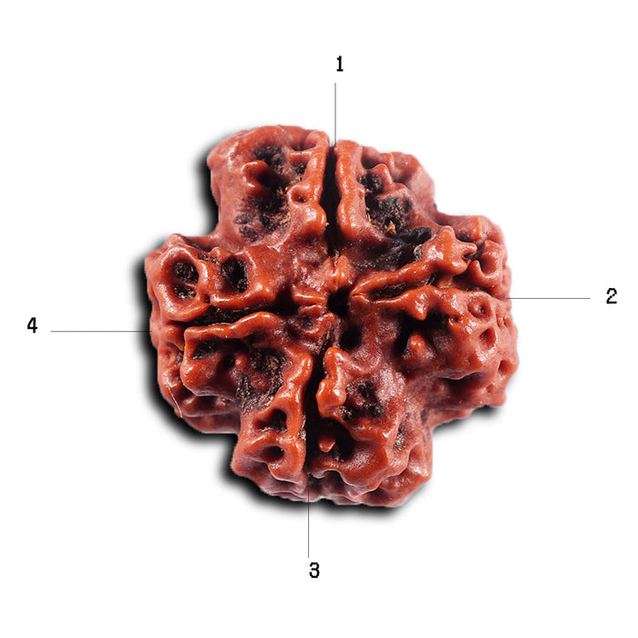 4 Mukhi Rudraksha from Nepal - Bead No. 436