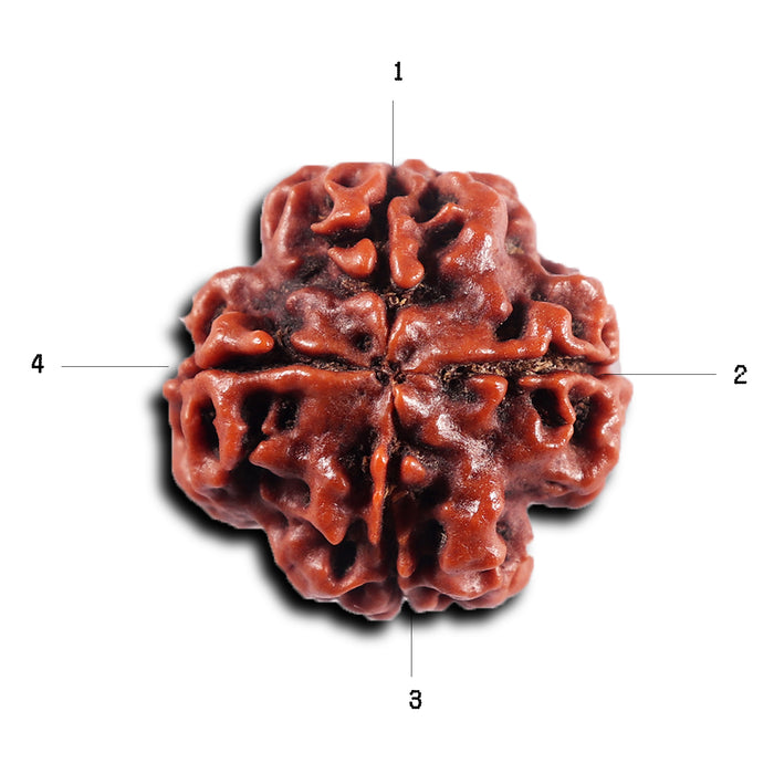 4 Mukhi Rudraksha from Nepal - Bead No. 437