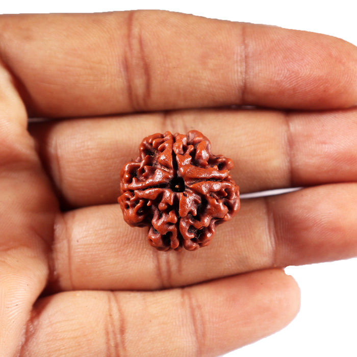 4 Mukhi Rudraksha from Nepal - Bead No. 437