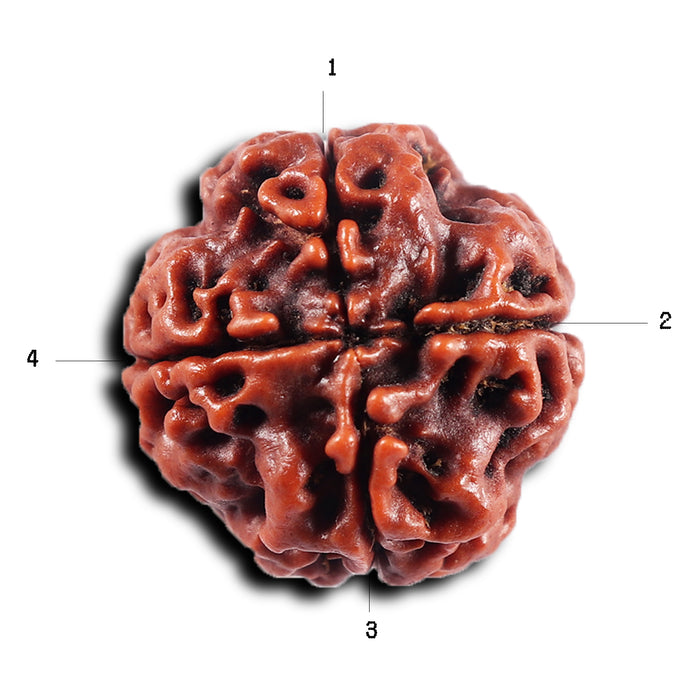 4 Mukhi Rudraksha from Nepal - Bead No.439