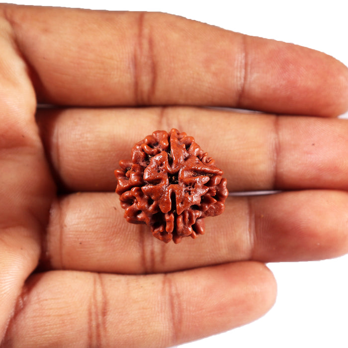 4 Mukhi Rudraksha from Nepal - Bead No. 442