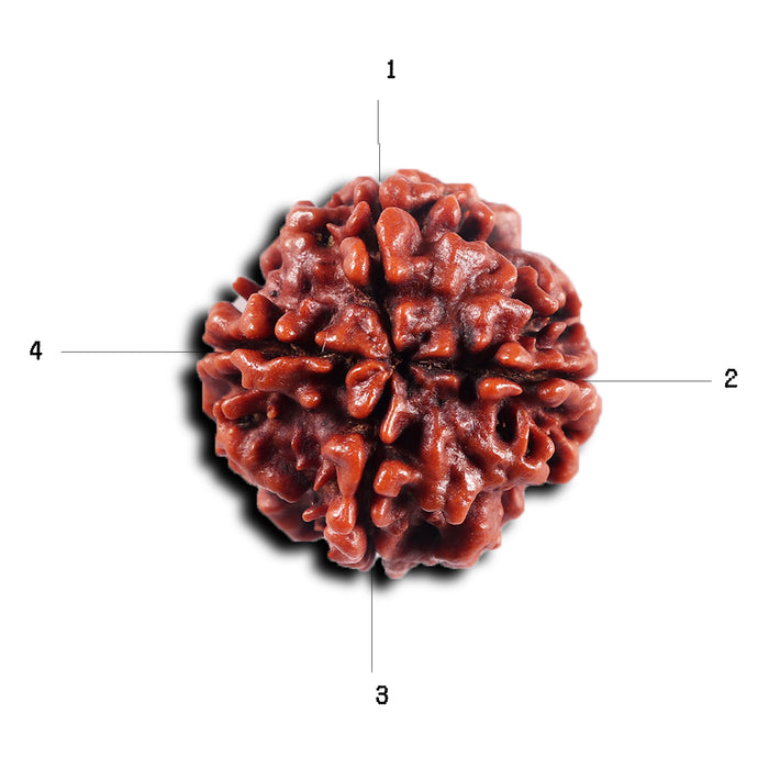 4 Mukhi Rudraksha from Nepal - Bead No. 443